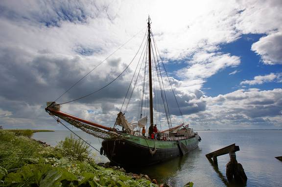 Albatros an der Rozewerf auf Marken