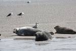 Seehunde ruhen auf einer Sandbank im Wattenmeer