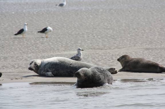 Seehunde ruhen auf einer Sandbank im Wattenmeer