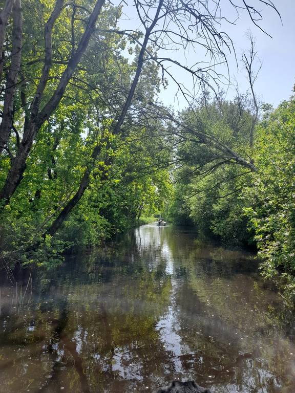 Wasserlauf zwischen Bäumen in den Weerribben-Wieden