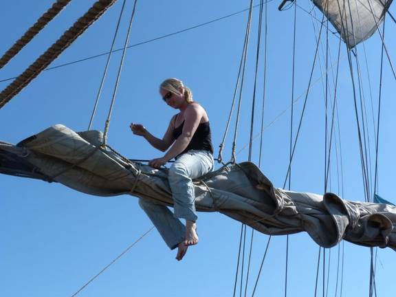 Segler sitzt auf dem Baum der Thalassa