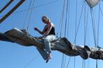 Segler sitzt auf dem Baum der Thalassa