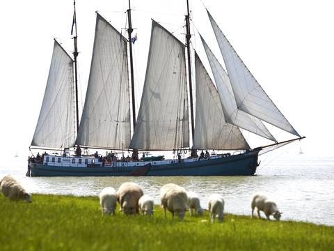 Dreimaster Tsjerk Hiddes segelt an einem Deich mit Schafen entlang