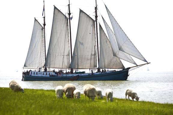 Dreimaster Tsjerk Hiddes segelt an einem Deich mit Schafen entlang